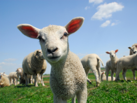 Lamb - cute in field